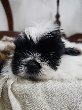 Filhotes de Shih tzu