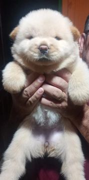 Chow Chow 