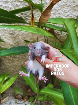 Rato Twister- Fofo e Brincalhão