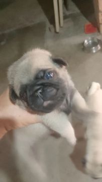 Vendo filhote de pug macho e fêmea .