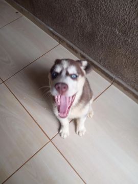 Filhote Husky Siberiano