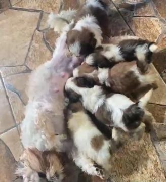 Filhotes Shih Tzu - Lindos e Carinhosos