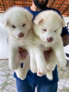 Cachorro Husky siberiano 