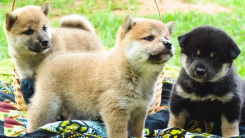 Filhotes Shiba Inu - Linhagens importadas - Promoção