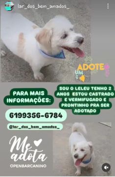 Adoção URGENTE 