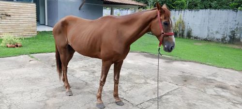 Cavalo quarto de milha com inglês 