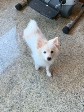 Spitz Alemão com 4 meses