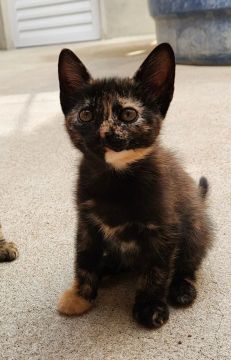 Gatinha de raça disponível 
