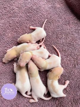 Ratinhos twisters - filhotes disponíveis 