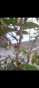Vendo mudas frutíferas enxertadas