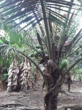 Chácara com 3 dormitórios à venda, 1000 m² por R$ 700.000,00 - Mata Escura - Salvador/BA