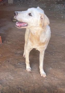 Cachorro Adorável para Adotar