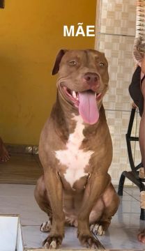 FILHOTES DE PITBULL 