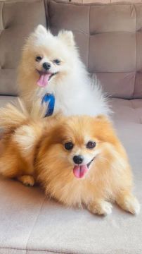 Filhotes de Spitz Alemão 