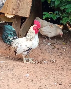 Galo e Galinha - R$ 50,00