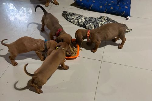 Vendo Filhotes De Cofap/Salsicha Vermifugados Pai e Mãe No Local 