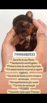 Yorkshire Terrier PEDIGREE