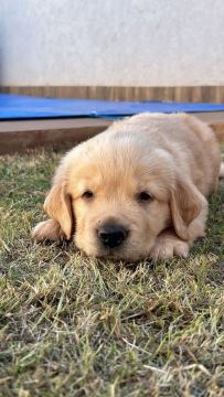 Filhote Golden Retriever