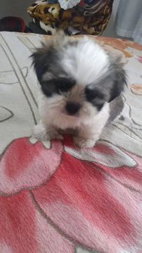 Filhote Shih Tzu 