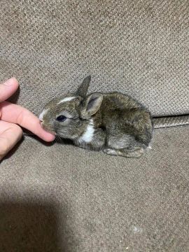 Filhotes coelhinhos 