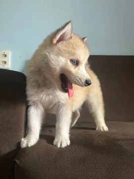 Filhote Husky Siberiano