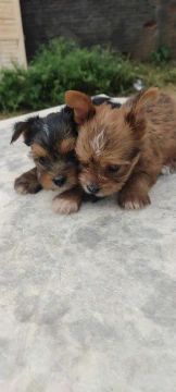 Dois filhotes de Yorkshire Terrier