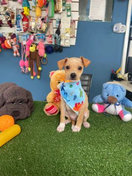 Mega promoção Pinscher macho $1.000,00