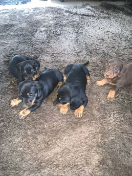 Filhotes de Dachshund basset
