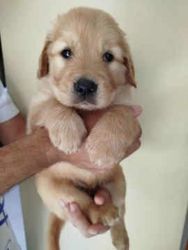 Vendo filhotes de Golden Retriever 