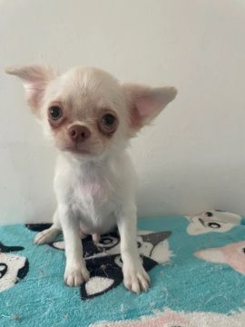 Chihuahua Macho Pelo longo( passando pela troca de pelos )