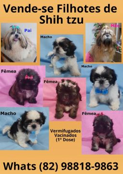 Vende -se filhotes de shih tzu