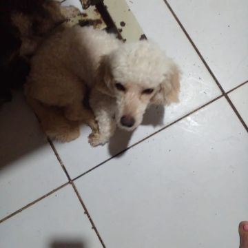 Vendo puddool 