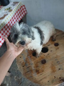 LINDA fêmea de Shih_Tzu C/ Poodle Doação. 