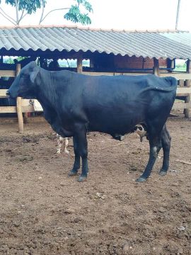 Vaca girolanda , tá de prenhez de 4 a 5 meses 