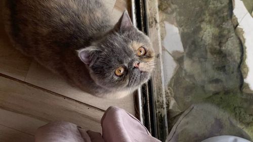 Gato persa disponível