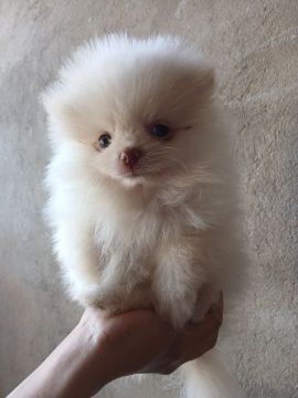 Spitz Alemão macho