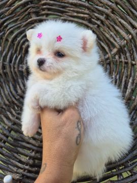Filhote de Spitz Alemão anão  fêmea 