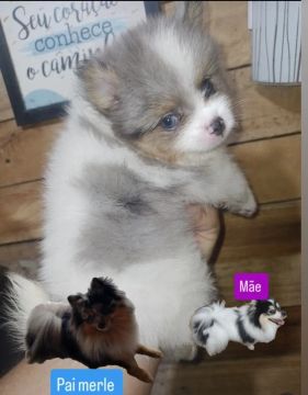 Spitz alemão lulu da pomerania merle