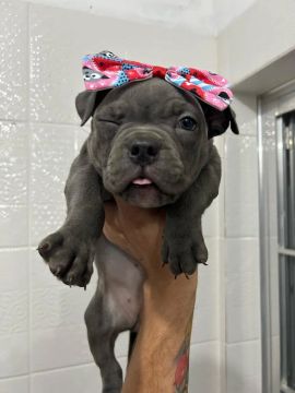 American Bully - Última fêmea 