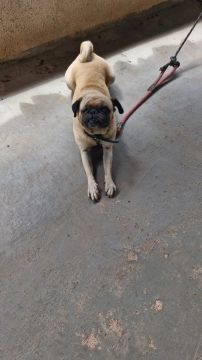 Doação de Cachorra Pug