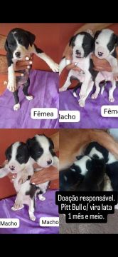 Doação de cachorrinha e cachorrinho