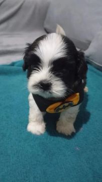 Filhote Shih Tzu lindo e carinhoso