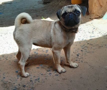 Pug fêmea 4 meses