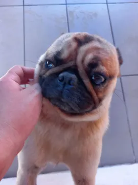 Pug