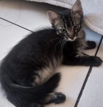Gatinho lindo e carinhoso para adoção! Fiv e felv negativo! Castração garantida! 