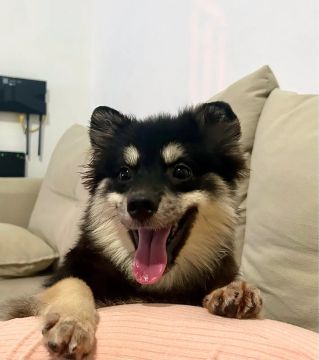 Spitz 