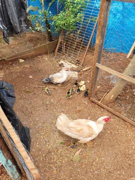 Ovos de pato