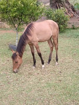 Potrinha 6 meses