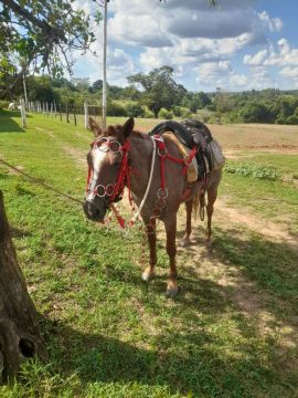 Cavalo para venda