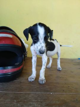 Filhote de cachorro disponível para adoção